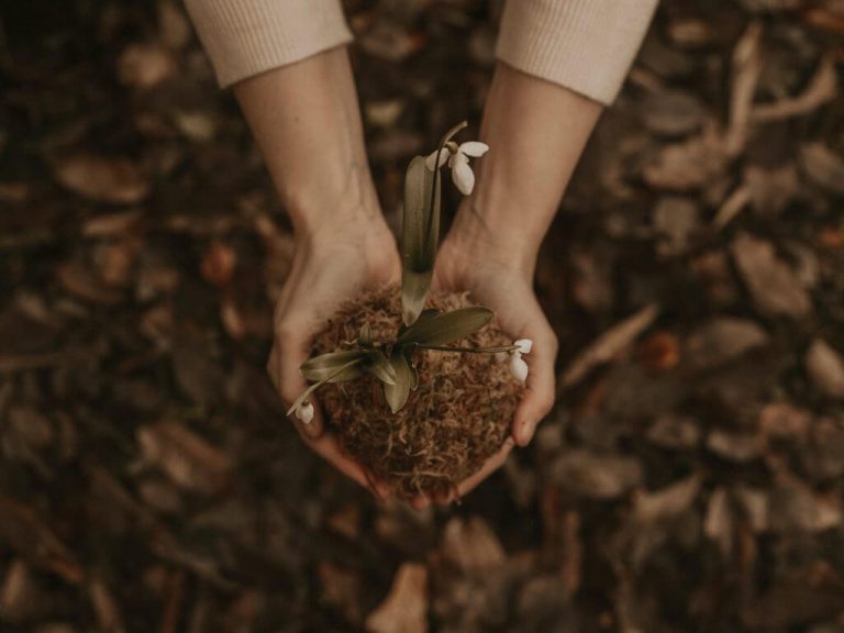 Person holding plant in hands